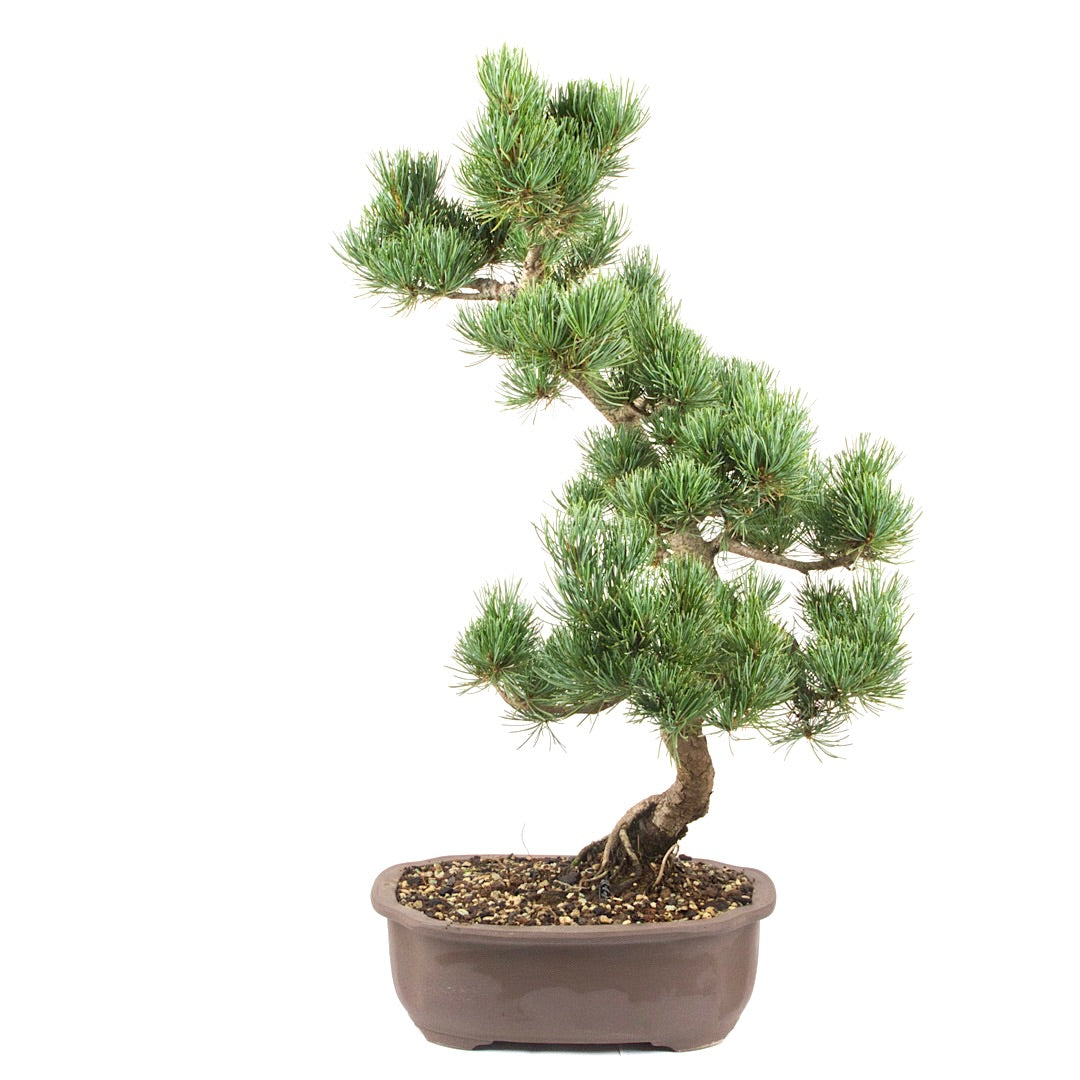 Mädchenkiefer 'Pinus parviflora'